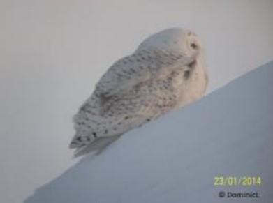 Bubo scandiacus