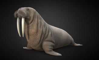 Odobenus rosmarus