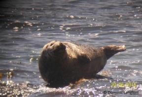 Phoque commun