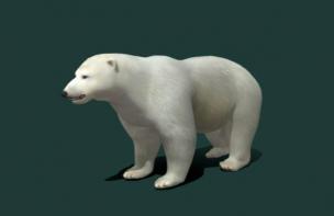 Ursus maritimus